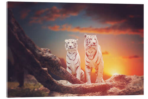 Akrylglastavla Two white tigers