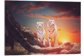 Gallery Print Zwei weiße Tiger