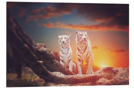 Magnettafel Zwei weiße Tiger