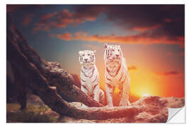 Wandsticker Zwei weiße Tiger