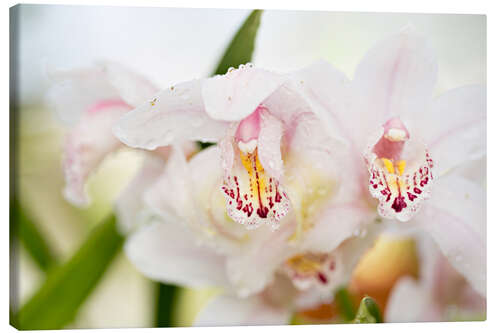 Canvas print Orchids in close-up