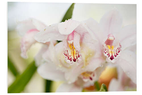 Foam board print Orchids in close-up