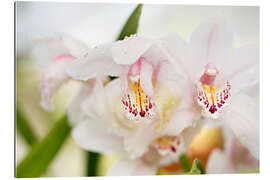 Gallery Print Orchideen in Nahaufnahme