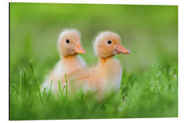 Aluminium print Two chicks on the road