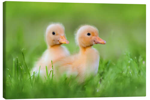 Canvas print Two chicks on the road