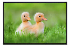Gerahmter Kunstdruck Zwei Küken auf Wanderschaft