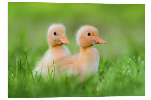 Foam board print Two chicks on the road