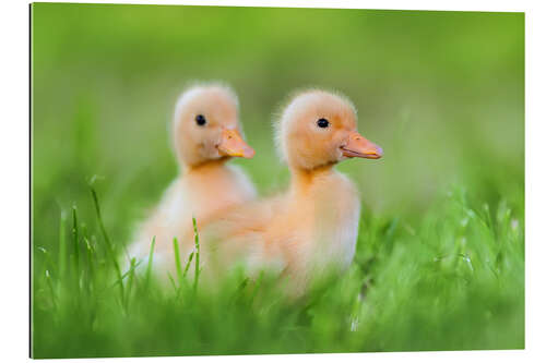 Gallery print Two chicks on the road