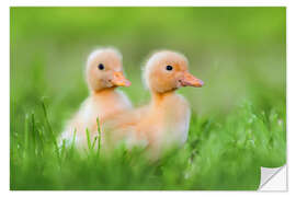 Selvklebende plakat Two chicks on the road