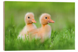 Wood print Two chicks on the road