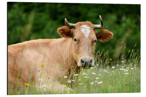 Aluminium print Alpine cow on pasture