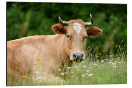 Aluminium print Alpine cow on pasture