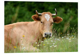 Foam board print Alpine cow on pasture