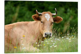 Gallery print Alpine cow on pasture