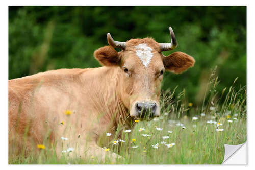 Sticker mural Alpine cow on pasture