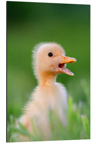 Aluminiumsbilde Sniffing duck chick