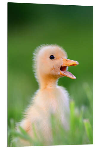 Galleritryk Sniffing duck chick