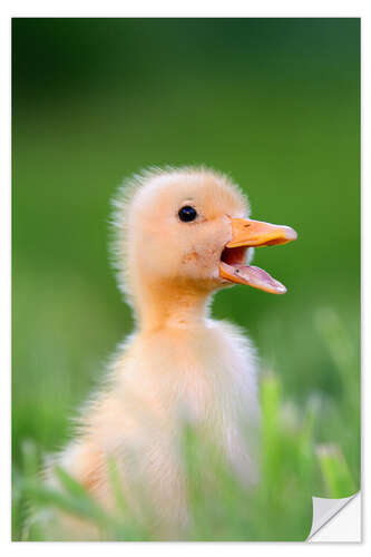 Selvklebende plakat Sniffing duck chick