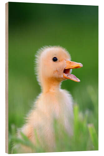 Quadro de madeira Sniffing duck chick