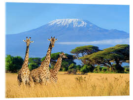 Akrylglastavla  Tre giraffer framför Kilimanjaro
