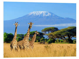 Foam board print Three giraffes, Kilimanjaro