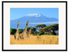 Gerahmter Kunstdruck Drei Giraffen vorm Kilimanjaro