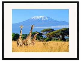 Gerahmter Kunstdruck Drei Giraffen vorm Kilimanjaro