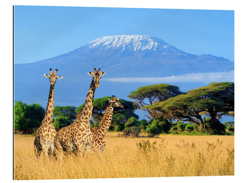 Galleritryck Tre giraffer framför Kilimanjaro