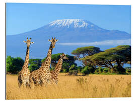 Magnettafel Drei Giraffen vorm Kilimanjaro