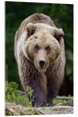 Acrylic print Brown bear in focus