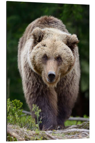 Aluminium print Brown bear in focus