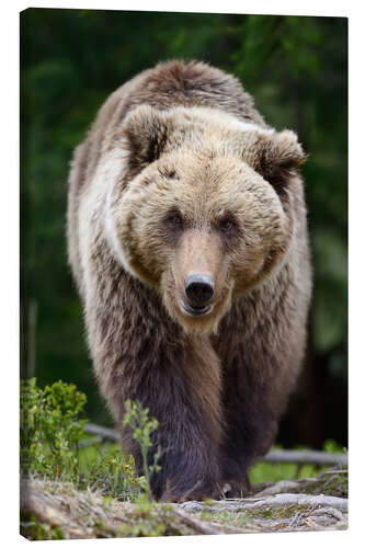 Obraz na płótnie Brown bear in focus