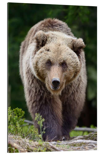 Quadro em plexi-alumínio Brown bear in focus