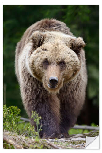 Naklejka na ścianę Brown bear in focus