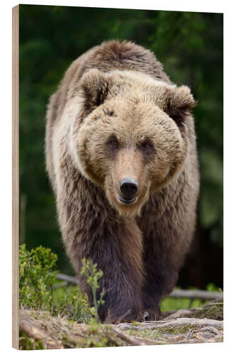 Holzbild Braunbär im Fokus