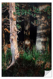 Selvklebende plakat Trees in the evening light