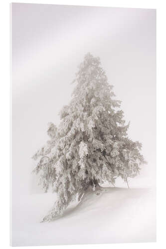 Stampa su vetro acrilico Single snow covered tree in thick fog in winter  Rigi, Switzerland