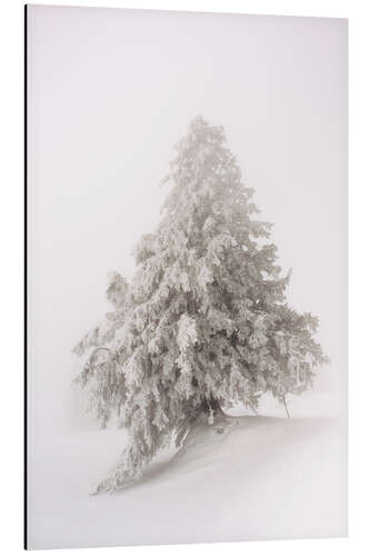 Aluminiumsbilde Single snow covered tree in thick fog in winter  Rigi, Switzerland