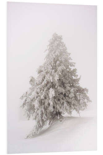 Hartschaumbild Single snow covered tree in thick fog in winter  Rigi, Switzerland