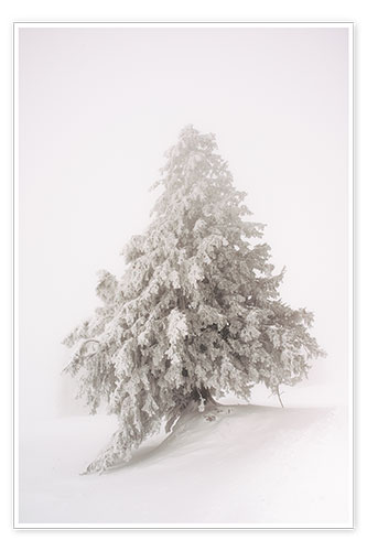 Poster Arbre solitaire dans la neige, Suisse