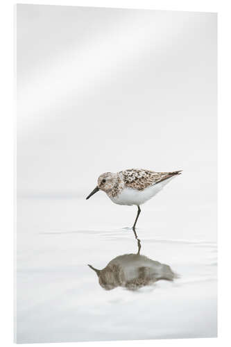 Acrylic print One legged black turnstone lat  Arenaria melanocephala