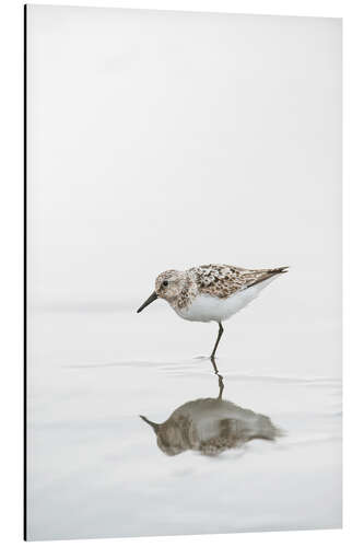 Aluminium print One legged black turnstone lat  Arenaria melanocephala