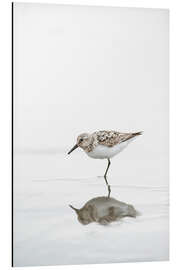 Quadro em alumínio One legged black turnstone lat  Arenaria melanocephala