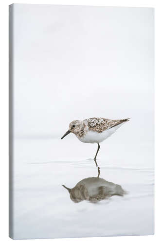 Lienzo One legged black turnstone lat  Arenaria melanocephala