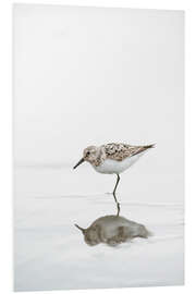 Foam board print One legged black turnstone lat  Arenaria melanocephala