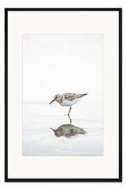 Gerahmter Kunstdruck Einbeiniger Vogel turnstone lat  Arenaria melanocephala