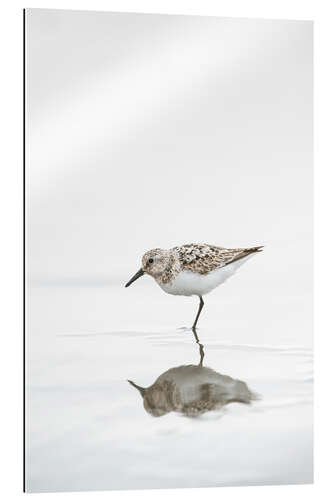 Gallery Print Einbeiniger Vogel turnstone lat  Arenaria melanocephala