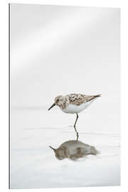 Quadro em plexi-alumínio One legged black turnstone lat  Arenaria melanocephala