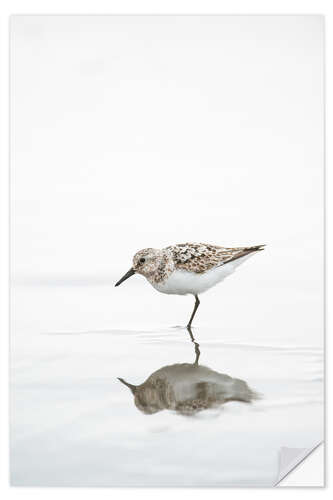 Vinilo para la pared One legged black turnstone lat  Arenaria melanocephala