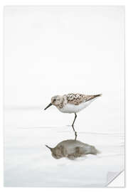 Vinilo para la pared One legged black turnstone lat  Arenaria melanocephala